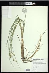 Carex echinata echinata