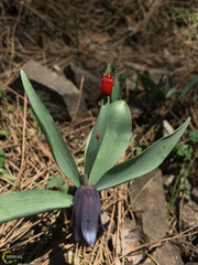Lilioceris faldermanni