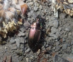 Poecilus versicolor