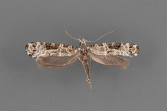 Xylesthia albicans