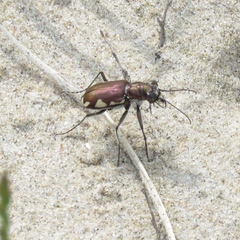 Cicindela scutellaris lecontei