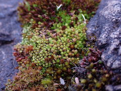 Bryum barnesii