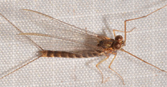 Siphlonuridae