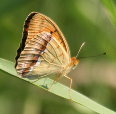 Argynnis laodice