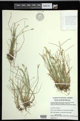 Carex echinata echinata