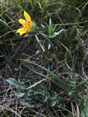Balsamorhiza sericea