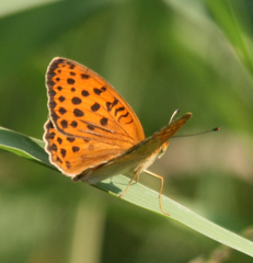 Argynnis laodice
