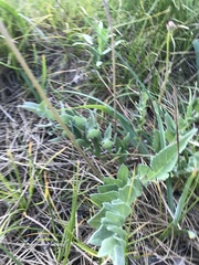 Balsamorhiza sericea