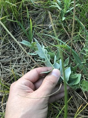 Balsamorhiza sericea