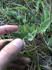 Balsamorhiza sericea