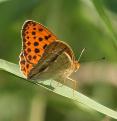Argynnis laodice