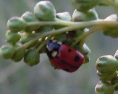 Cryptocephalus cordiger