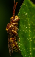 Nomada luteoloides