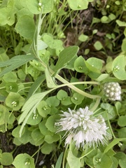 Hydrophyllum capitatum thompsonii