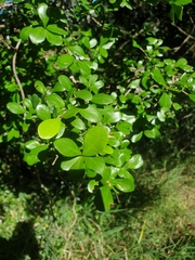 Planchonella cotinifolia