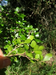 Planchonella cotinifolia