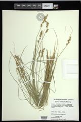 Carex echinata echinata