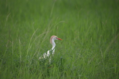Bubulcus ibis