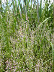 Fumaria kralikii