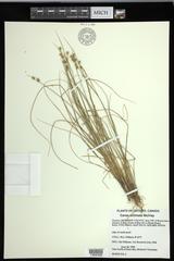 Carex echinata echinata