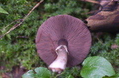 Agaricus comtulus