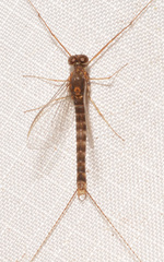 Siphlonuridae