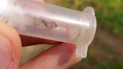 Temnothorax pergandei