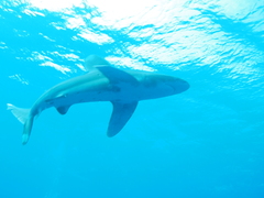 Carcharhinus longimanus