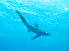 Carcharhinus longimanus