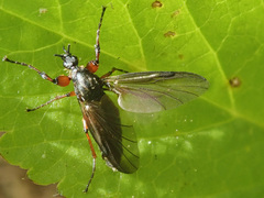 Bibio varipes