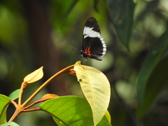 Heliconius sapho