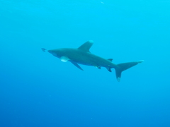 Carcharhinus longimanus