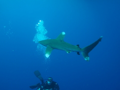 Carcharhinus longimanus