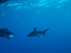 Carcharhinus longimanus