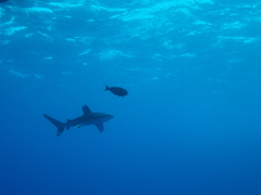 Carcharhinus longimanus