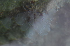 Clavelina picta