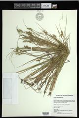 Carex echinata echinata