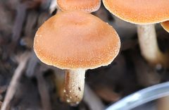 Pholiota malicola