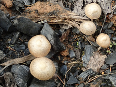 Psathyrella pennata