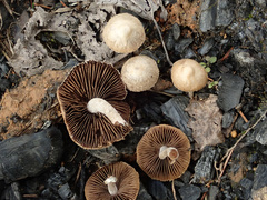 Psathyrella pennata