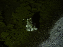 Bufotes viridis viridis