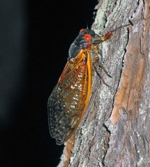 Magicicada septendecim