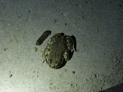 Bufotes viridis viridis
