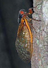 Magicicada septendecim