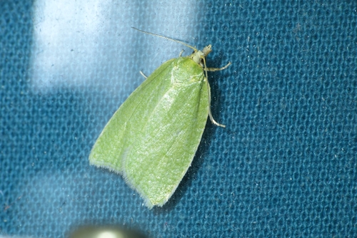 Tortrix viridana