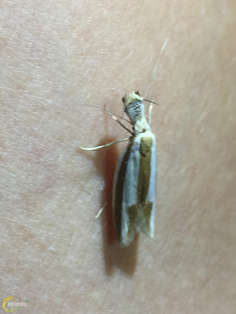 Pleurota eximia