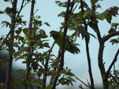 Brotogeris jugularis