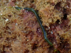 Eulalia clavigera