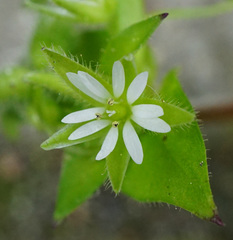 Stellaria ruderalis