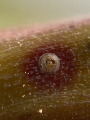 Diaspidiotus perniciosus